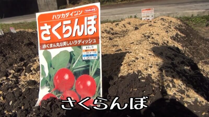 手作り畑 家庭菜園初心者の畑作り 18年秋植え付け後の経過観察編1 とっつぁんぼうやのブログ