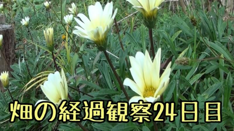 手作り畑 家庭菜園初心者の畑作り 18年秋植え付け後の経過観察動画24日目 とっつぁんぼうやのブログ